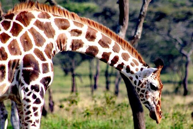 2-Day Wildlife Safari in Lake Mburo National Park - Guide quality: what Nassa’s name represents