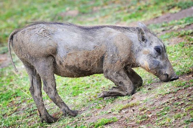 2-Day Wildlife Safari in Lake Mburo National Park - Price and value: is $512 per person a fair deal?