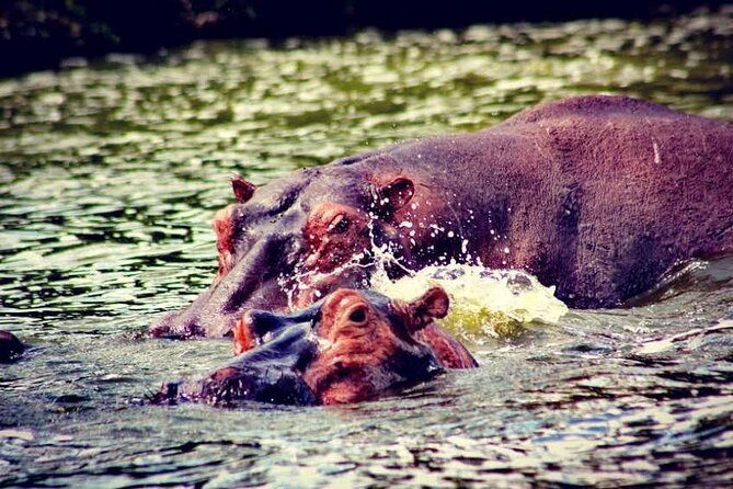 2-Day Wildlife Safari in Lake Mburo National Park - Who this safari suits best