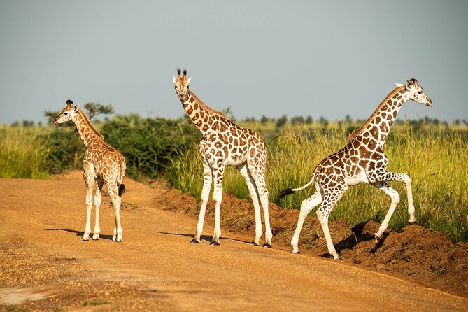 2 Days Budget Safari to Murchison Falls National Park - Key things I’d highlight before you go