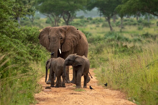 2 Days Budget Safari to Murchison Falls National Park - Why Murchison Falls fits a tight Uganda trip