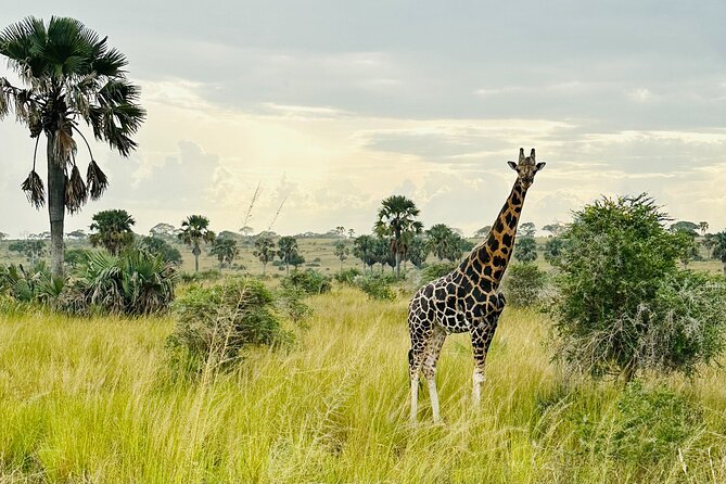 2 Days Budget Safari to Murchison Falls National Park - Day 1: Kampala to Murchison, Masindi lunch, and the 2:30pm Nile cruise
