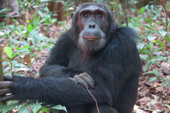 2 Days Chimpazee Safari In kibale Forest Park Uganda. - Key highlights at a glance
