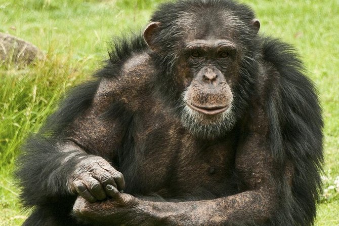 2 Days Chimpazee Safari In kibale Forest Park Uganda. - Why this 2-day Kibale plan works when you have limited time