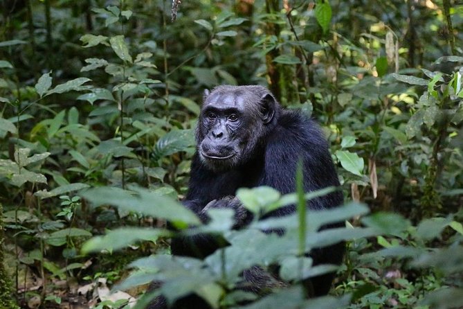 2 Days Chimpazee Safari In kibale Forest Park Uganda. - What you can expect on the chimp trek itself