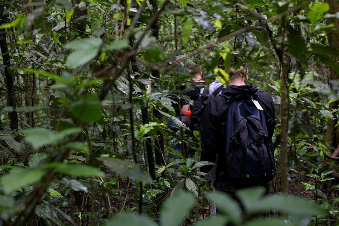 2 Days Chimpazee Safari In kibale Forest Park Uganda. - Lunch, return drive, and your late arrival back in Kampala