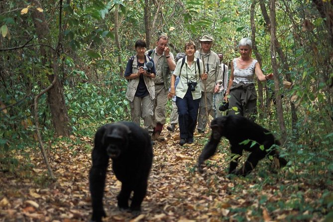 2 Days Chimpazee Safari In kibale Forest Park Uganda. - Price and value: what you are paying for at $1,850 per person