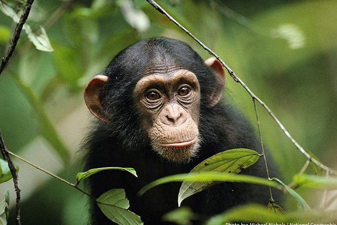 2 Days Chimpazee Safari In kibale Forest Park Uganda. - The one drawback to consider: potential changes to tracking area