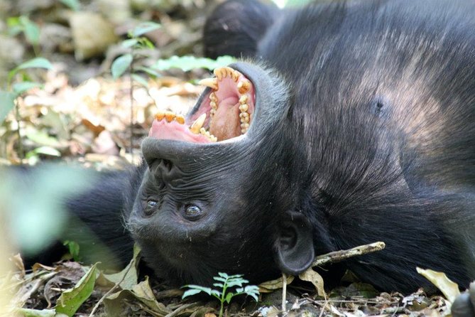 2 Days Chimpazee Safari In kibale Forest Park Uganda. - Kampala to Fort Portal to Kibale: the drive part you do not have to manage