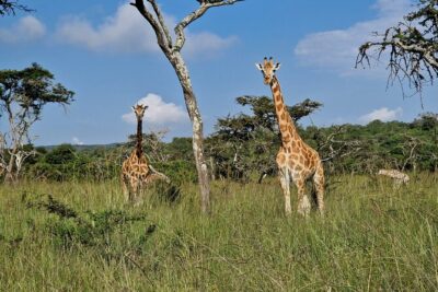 2 Days Cycling Safari To Lake Mburo National Park