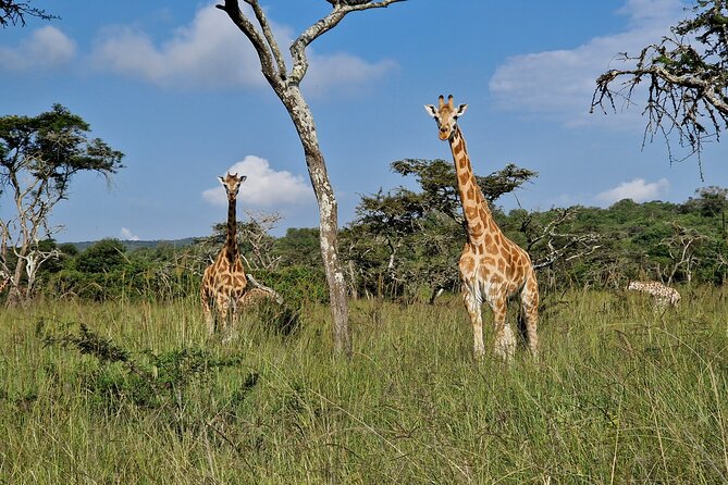 2 Days Cycling Safari To Lake Mburo National Park - Kampala departure to the Equator: a morning reset