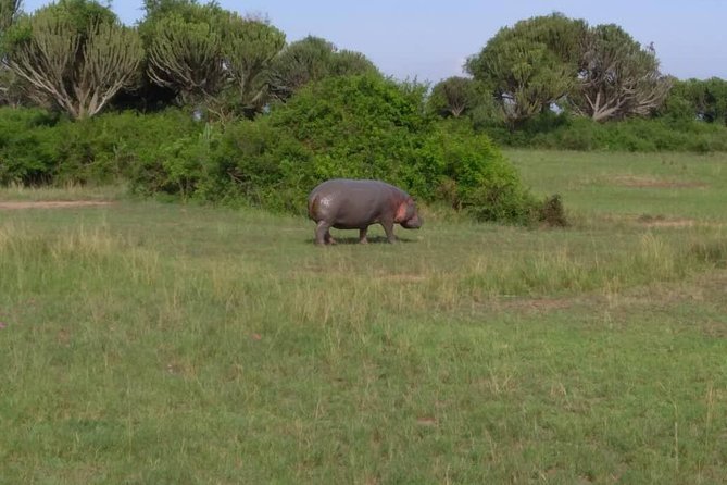 2 Days Family Safari to Murchison Falls Park Uganda - Day 2 at Murchison Falls: delta birdlife and a long game drive day
