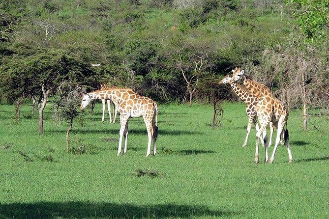 2 Days Family Safari to Murchison Falls Park Uganda - Food, lodge time, and how the schedule actually feels