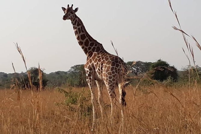 2 Days Family Safari to Murchison Falls Park Uganda - Price and value: $2,100 per group for up to 3 people