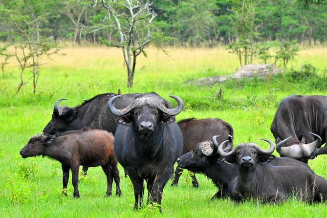 2 Days Family Safari to Murchison Falls Park Uganda - Who this safari is best for, and who should think twice