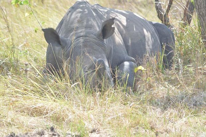 2 days Murchison Falls and Wildlife Game Viewing - Day 2: Coffee at 6:00 am, 6:30 am Game Drive, and the Easy Return to Kampala
