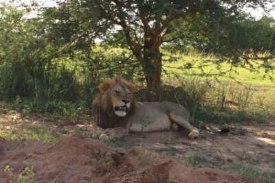 2 days Murchison Falls and Wildlife Game Viewing