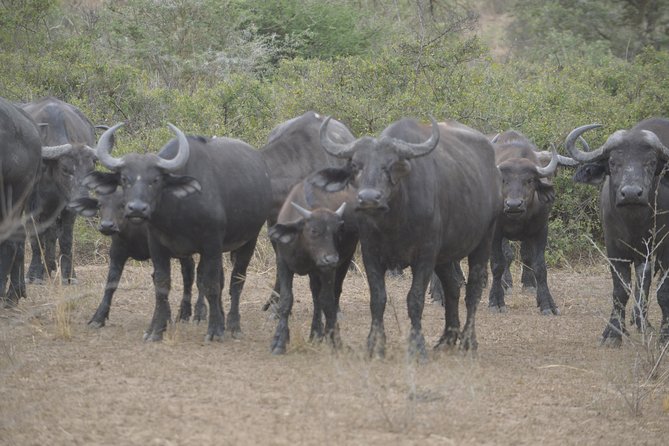 2 days Murchison Falls and Wildlife Game Viewing - Wildlife Viewing Reality Check: What You Can Expect and How to Maximize It
