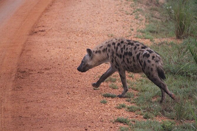 2 days Murchison Falls and Wildlife Game Viewing - Guides and Private Logistics: Why This Feels Less Like a Mission