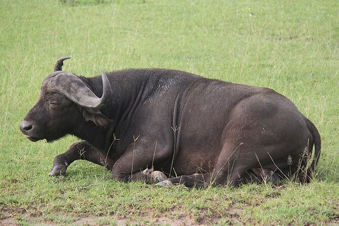 2 days Murchison Falls and Wildlife Game Viewing - Meals, Lodge, and Getting Around: Built to Reduce Decision Fatigue