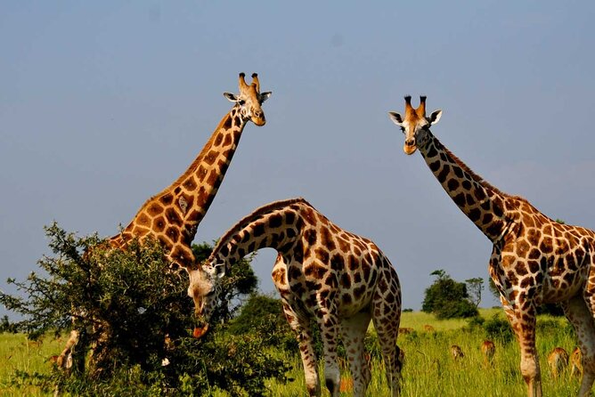 2 Days Murchison Falls Park Vacation - Murchison Falls National Park: the top-of-the-falls hike and wildlife game drives