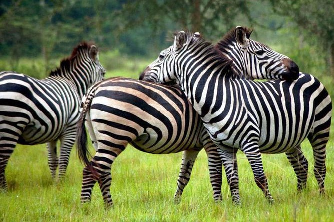 2 Days Popular Safari to Lake Mburo National Park - 2 Days to Lake Mburo: what you are really buying