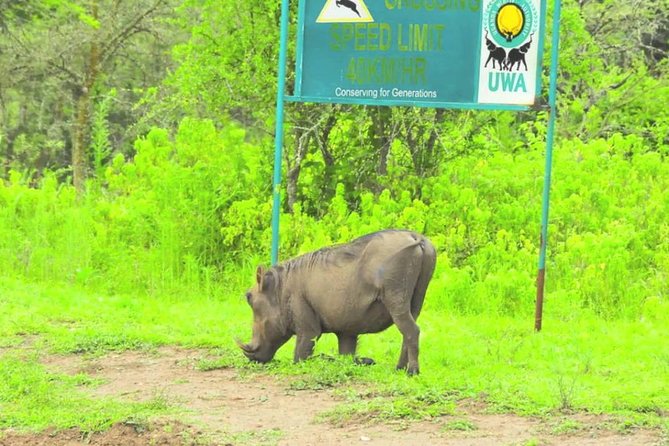 2 Days Popular Safari to Lake Mburo National Park - Masaka lunch break: the practical middle of a long day
