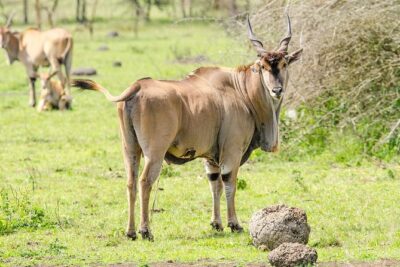 2 Days Popular Safari to Lake Mburo National Park