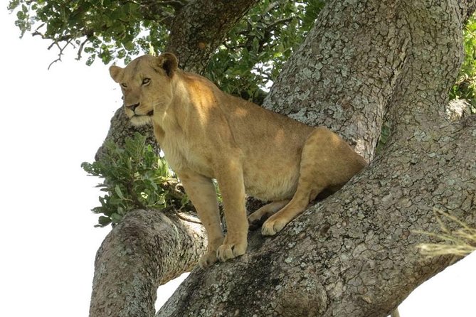 2 Days Popular Safari to Lake Mburo National Park - Entering Lake Mburo through Nshara Gate, then an afternoon game drive