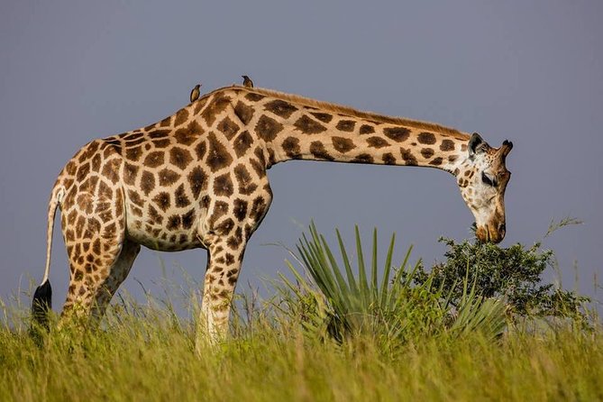 2 Days Popular Safari to Lake Mburo National Park - Day 2 morning game drive: catching what you missed