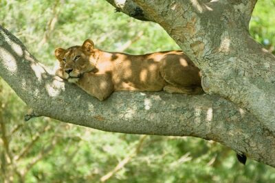 2 Days Safari To Queen Elizabeth National Park with Cruise