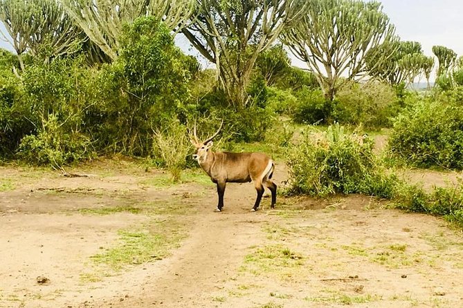 2 Days Safari To Queen Elizabeth National Park with Cruise - The day stays moving: lunch, Mpambire Drum Centre, and the ride back