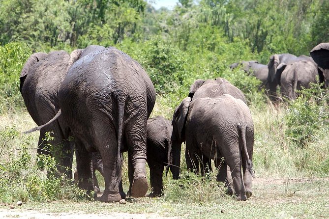 2 Days Safari To Queen Elizabeth National Park with Cruise - Private tour benefits: you gain control, not just comfort