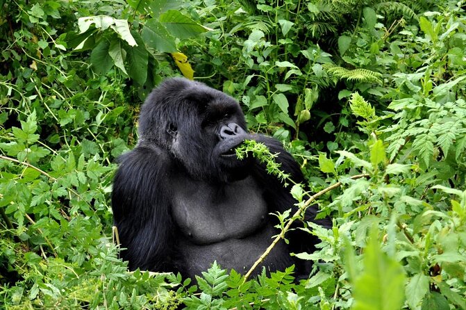 25 day uganda Rwanda kenya and Tanzania safari Zanzibar inclusive - Key highlights worth focusing on