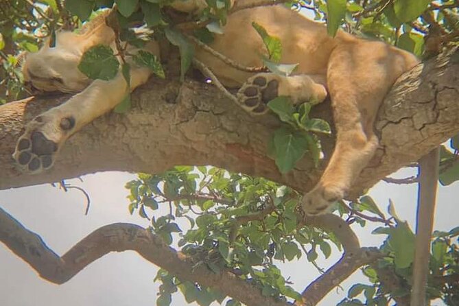 25 day uganda Rwanda kenya and Tanzania safari Zanzibar inclusive - Murchison Falls and Ziwa Rhino Sanctuary: river drama plus real rhino hope