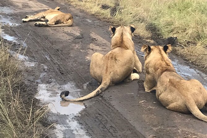 25 day uganda Rwanda kenya and Tanzania safari Zanzibar inclusive - Kigali Genocide Memorial and golden monkeys: balance heavy history with playful primates