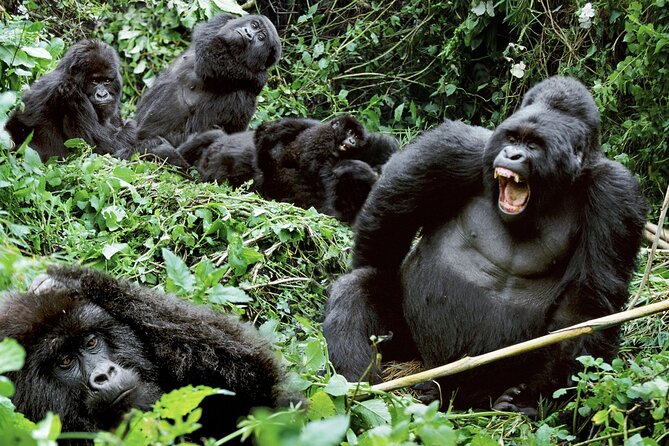 3-Day Climax Guided Gorilla Trekking Mist and Batwa Safari - Why Bwindi’s gorilla permit feels so serious (in a good way)