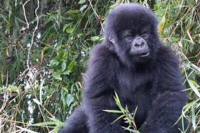3-Day Climax Guided Gorilla Trekking Mist and Batwa Safari