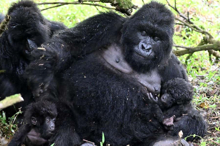 3-Day Gorilla Experience In Uganda - Why this 3-day Uganda mix of Bwindi and Bunyonyi hits different