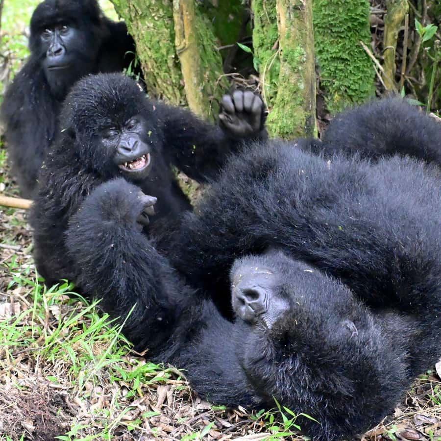 3-Day Gorilla Experience In Uganda - Bakiga Lodge night one: what the forest lodge part really means