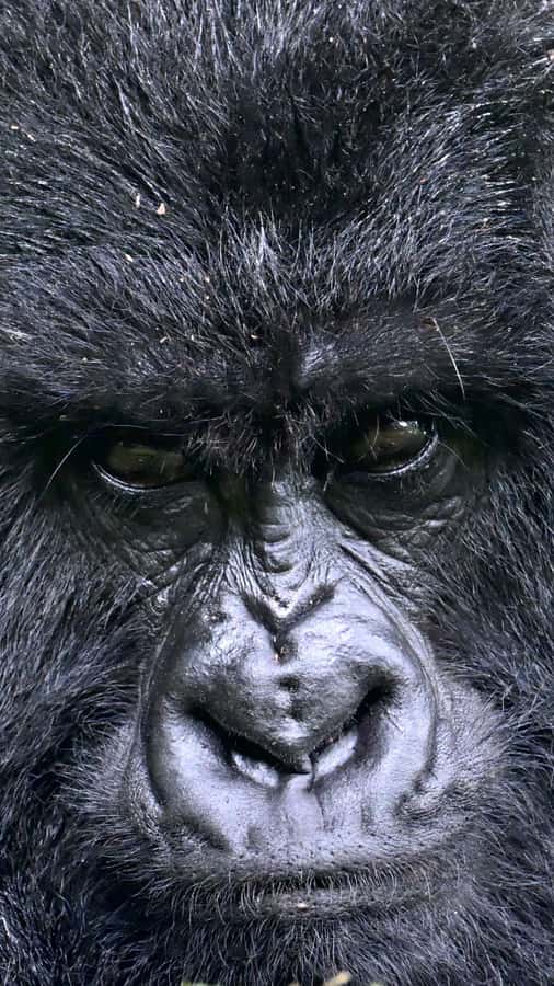 3-Day Gorilla Experience In Uganda - Price and value: what $1,850 per person is really buying