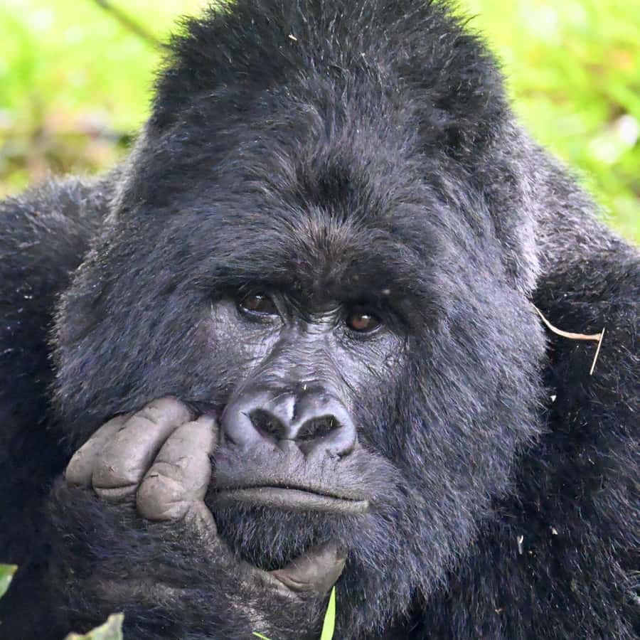 3-Day Gorilla Experience In Uganda - Day 1: getting from Kigali or Entebbe into Bwindi, then Batwa culture