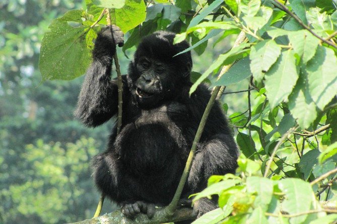 3-Day Gorilla Trekking Budget Safari in Uganda - Price and logistics: what $1,822 is really buying