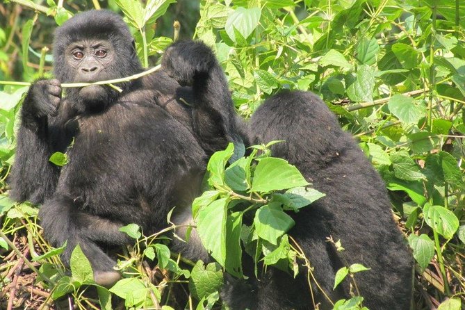 3-Day Gorilla Trekking Budget Safari in Uganda - Optional experiences that fit if time allows
