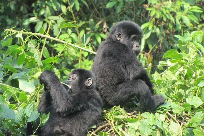 3-Day Gorilla Trekking Budget Safari in Uganda - Day 1: Entebbe to Bwindi, road time turned into structure