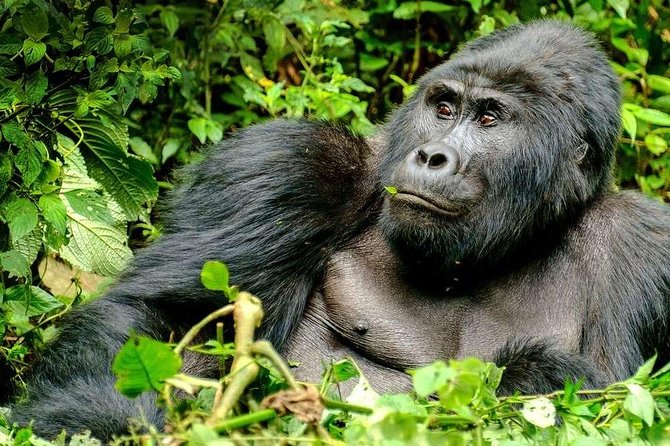 3-Day Gorilla Trekking Bunyonyi Mist Relaxation Safari - Day 2 gorilla trekking in Bwindi: the forest, the search, and the one-hour rule