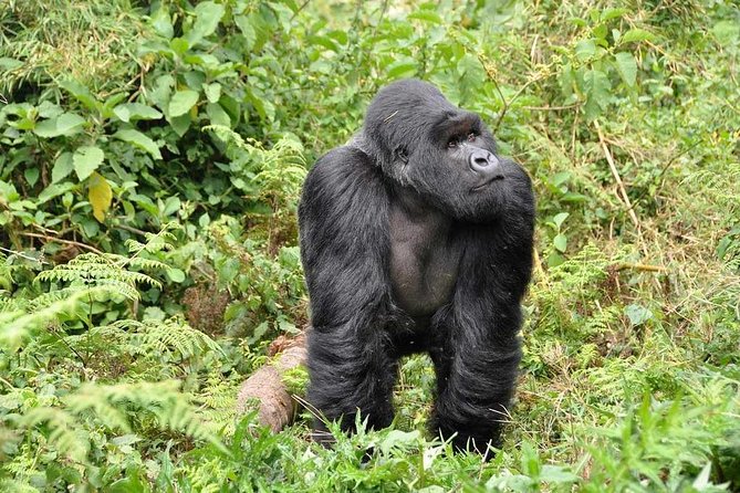 3-Day Gorilla Trekking Bunyonyi Mist Relaxation Safari - Day 3 Kabale and Lake Bunyonyi: the recovery day you will be grateful for