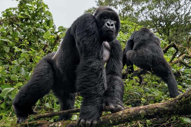 3-Day Gorilla Trekking Bunyonyi Mist Relaxation Safari - Price and logistics: does $2,350 buy real value here