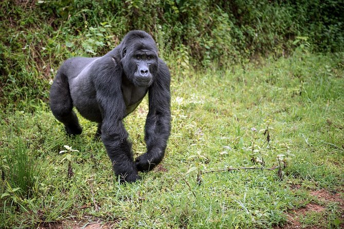 3-Day Gorilla Trekking Bunyonyi Mist Relaxation Safari - What makes Hail Tours Uganda’s approach feel practical
