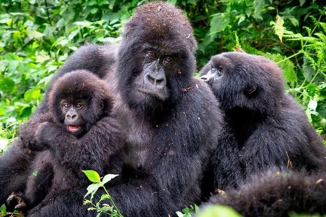 3-Day Gorilla Trekking Bunyonyi Mist Relaxation Safari - Day 1 drive to Bwindi Impenetrable National Park, plus the long road education
